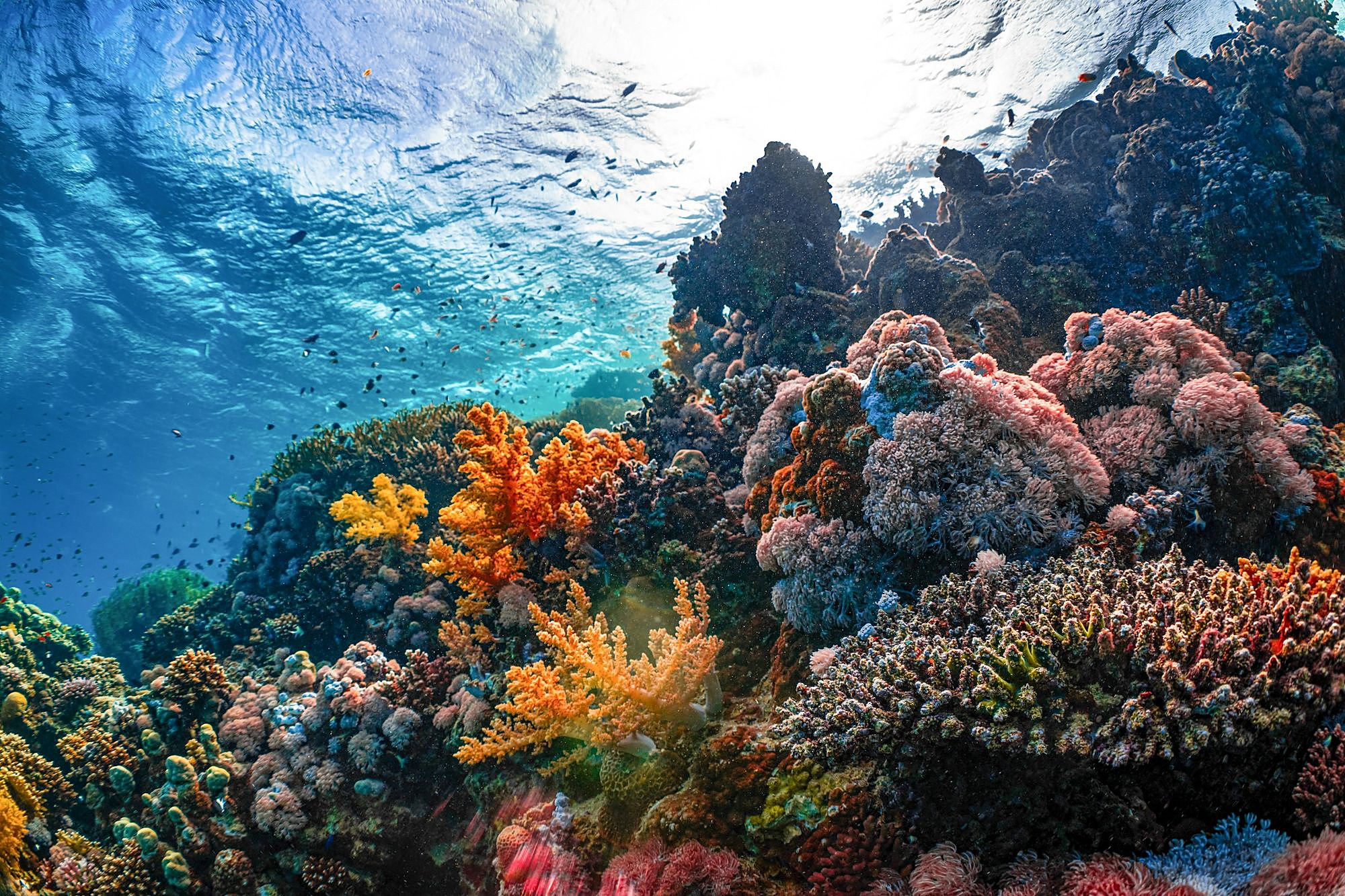 Terumbu karang Laut Merah